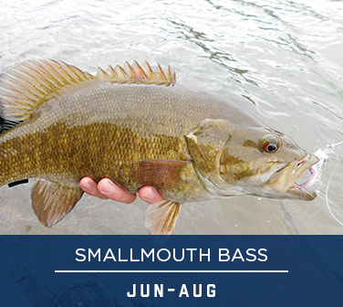 SMALLMOUTH BASS